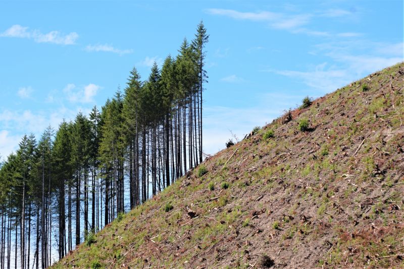 Hill Clearing in Houston, TX